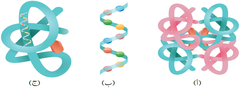 مستوى تركيب البروتينات مستوى تركيب البروتينات
